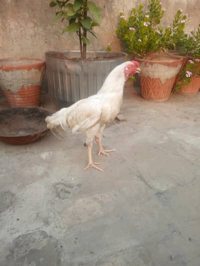 Sindh aseel murga , white colour