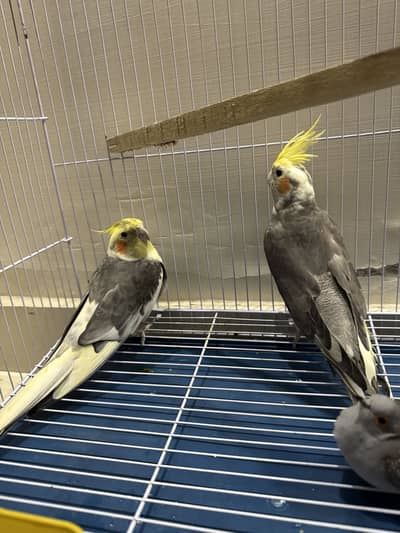 Cockatiels parrots for sale with cage