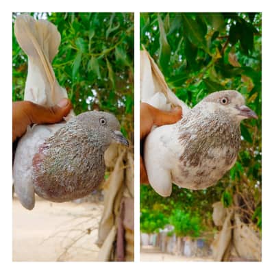 kablii pair for sale. . .