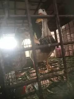 Duck pair for sale
