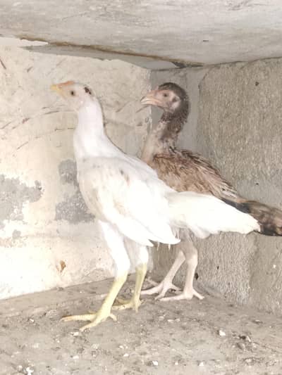 paper white Heera chiks