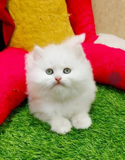 Persian  | Persian Cat | Punch Face Persian