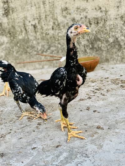 Burmi x Thai chicks