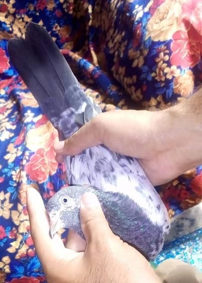 ustad chodray sakhi bhatti sab wala pure tadi