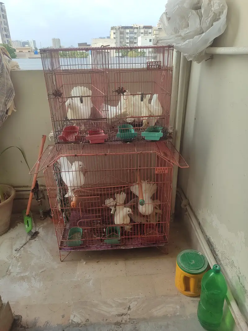 pigeons 