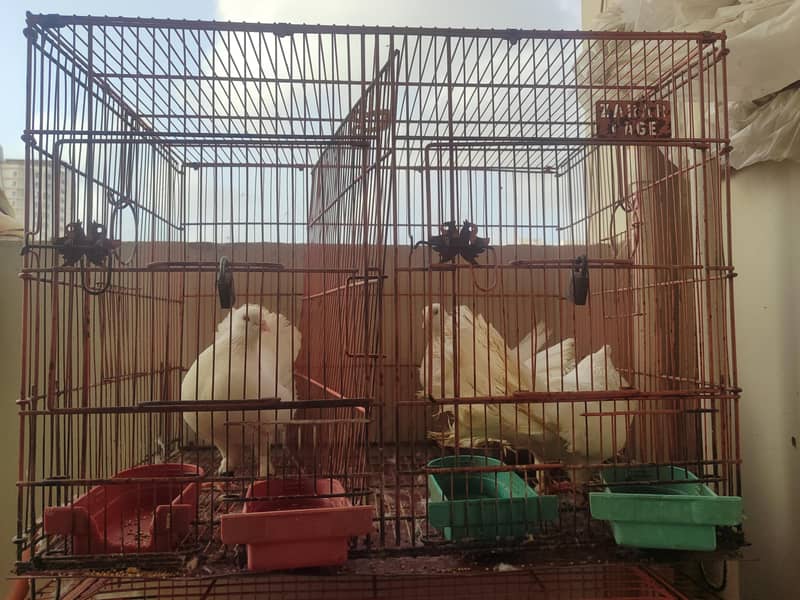 pigeons  1
