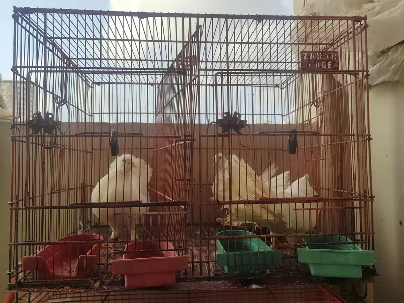 pigeons  — photo 2