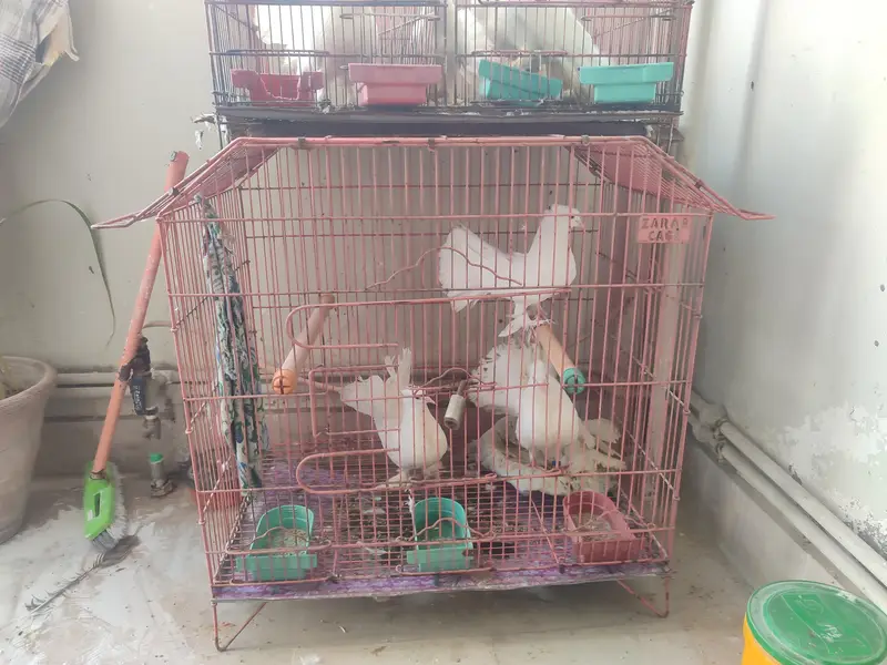 pigeons  — photo 3
