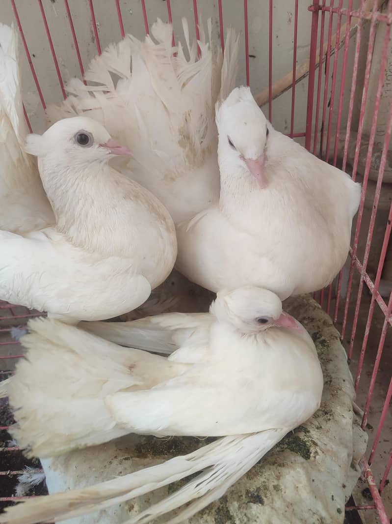 pigeons  3
