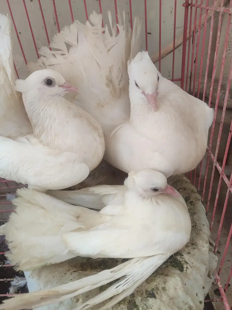 pigeons  — photo 4