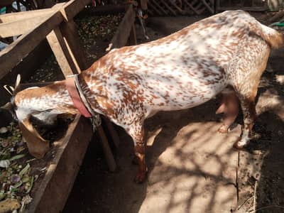 Adult bakri with 7 months bakri