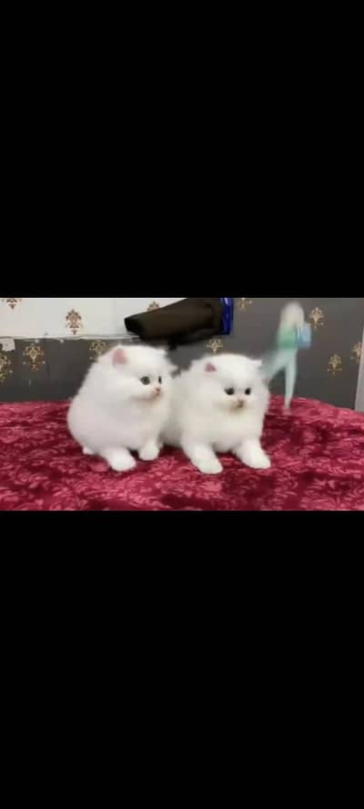 persian cat for sale MywatsapppNumber 0309-37-13-656