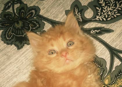 Persian cat