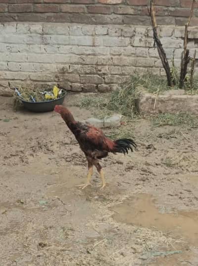 Aseel pair for sale
