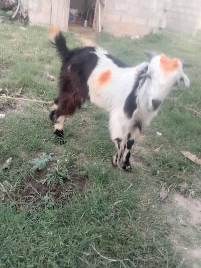 bakra