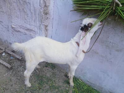 Bakra 5 maheny ka h wazan 26 kg h