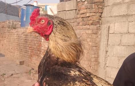 aseel murga for sale