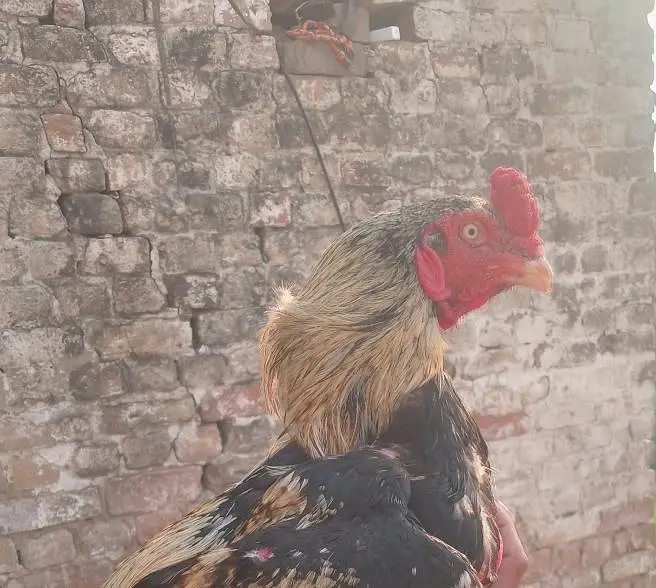 aseel murga for sale — photo 2