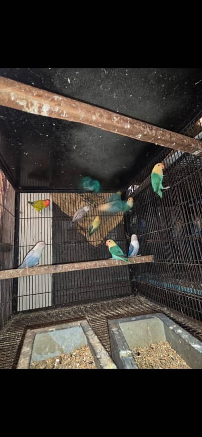 All birds Avlbe