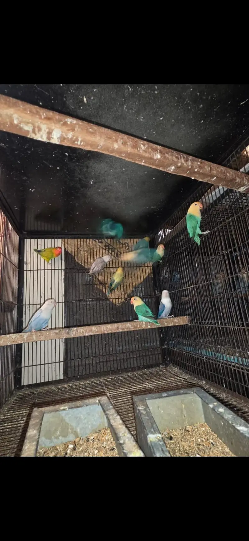 All birds Avlbe