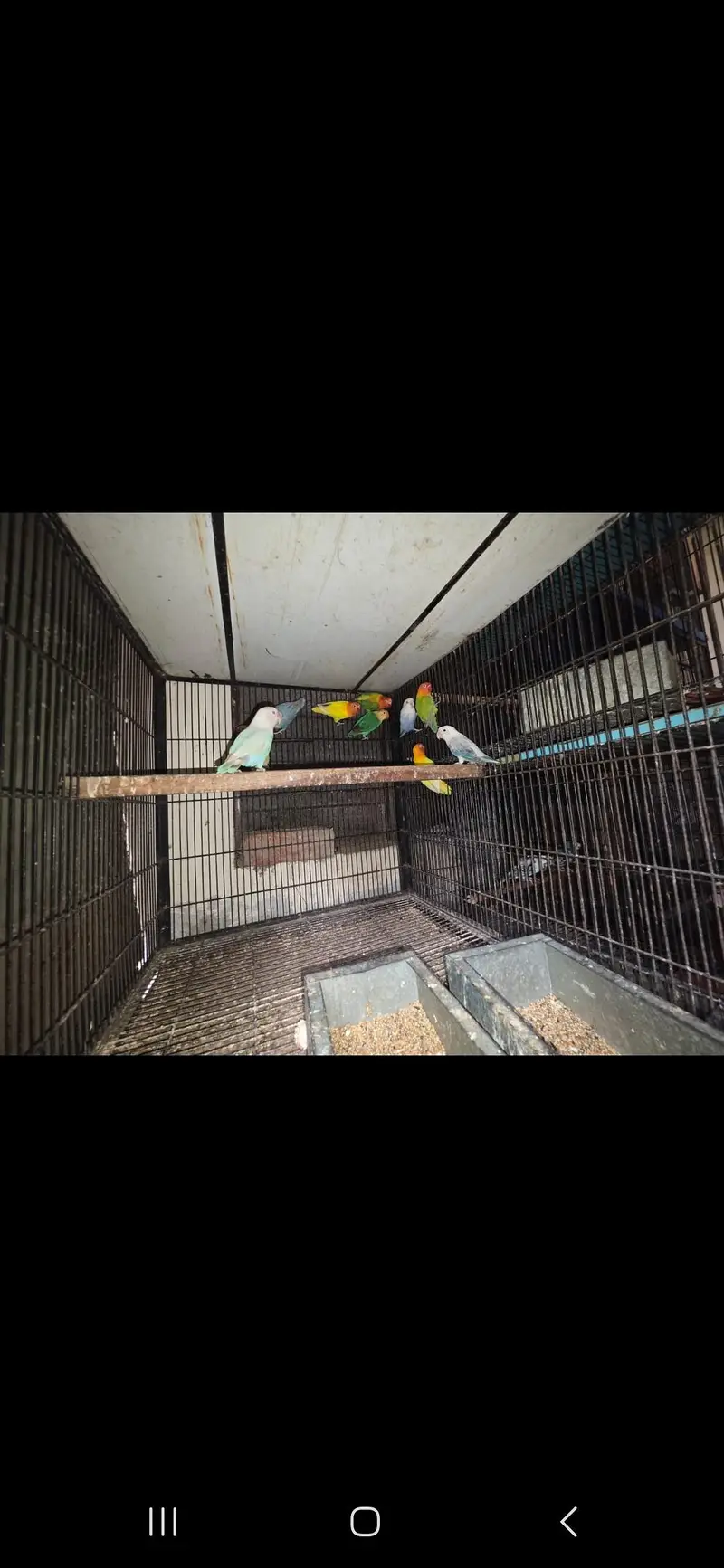 All birds Avlbe — photo 3