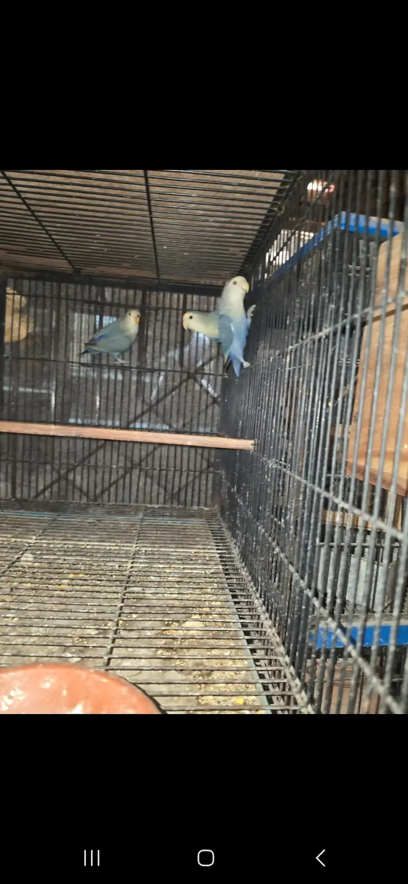 All birds Avlbe — photo 4