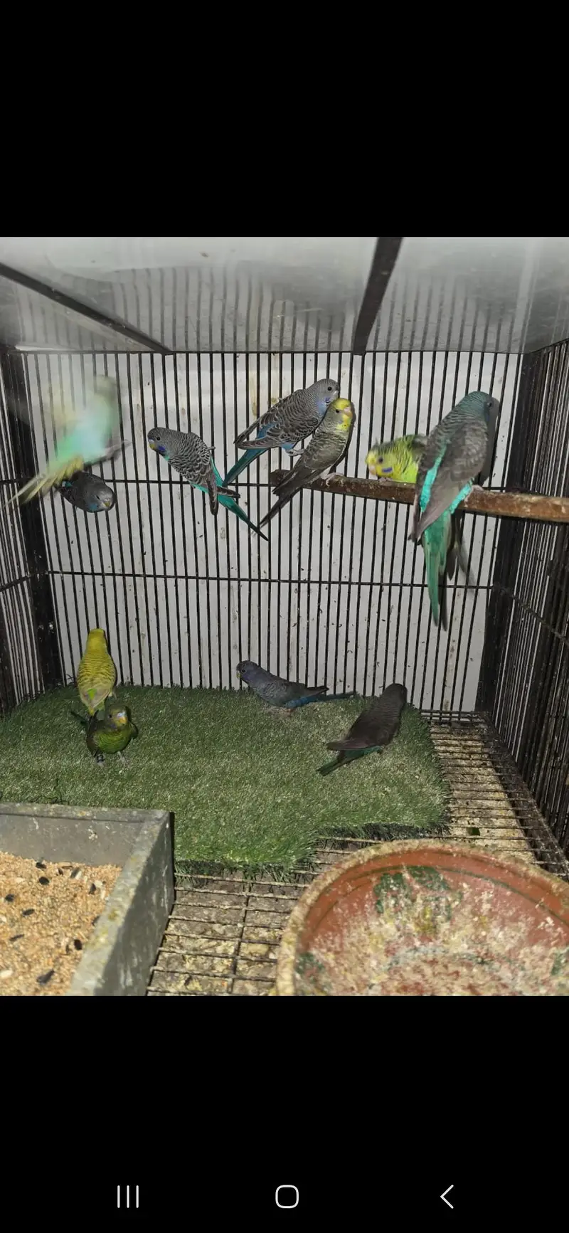 All birds Avlbe — photo 5