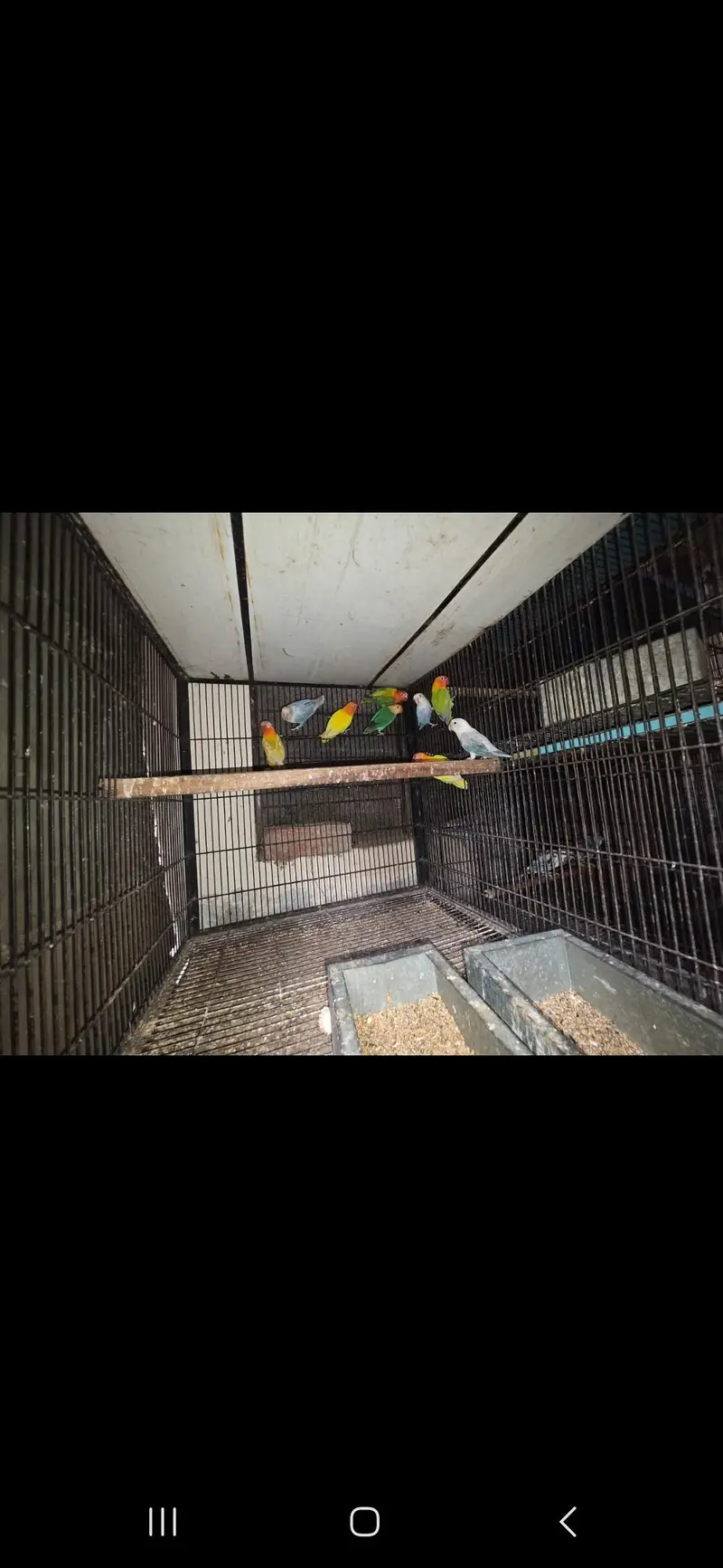 All birds Avlbe — photo 6