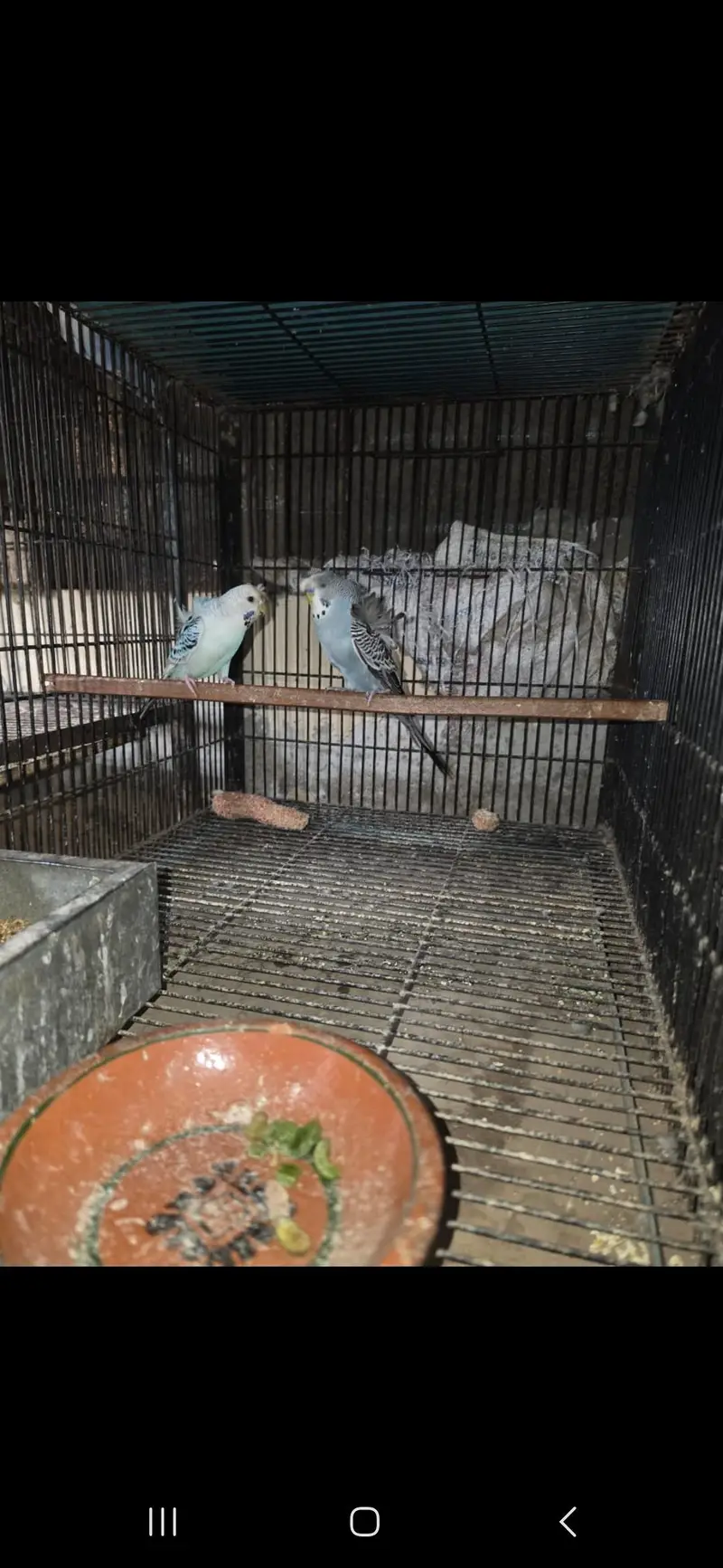 All birds Avlbe — photo 7