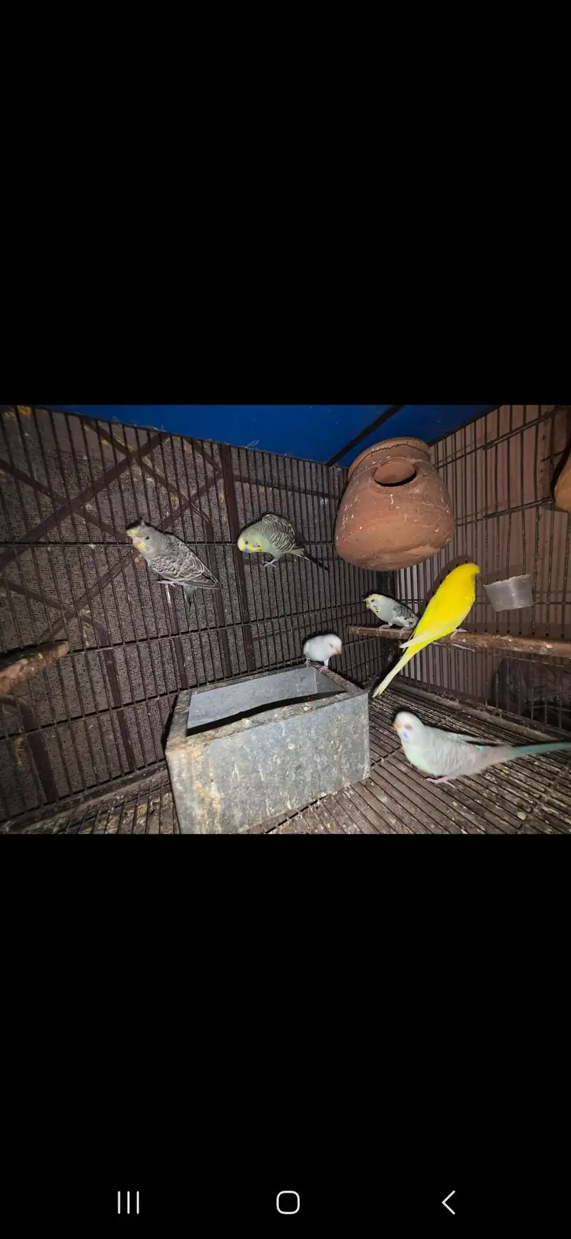 All birds Avlbe — photo 8