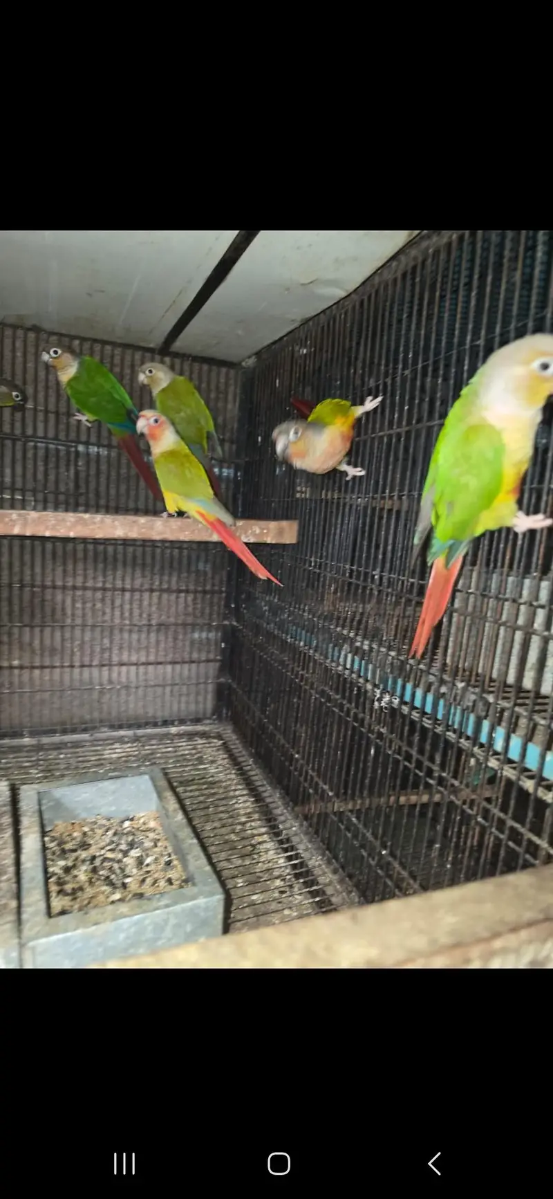 All birds Avlbe — photo 9