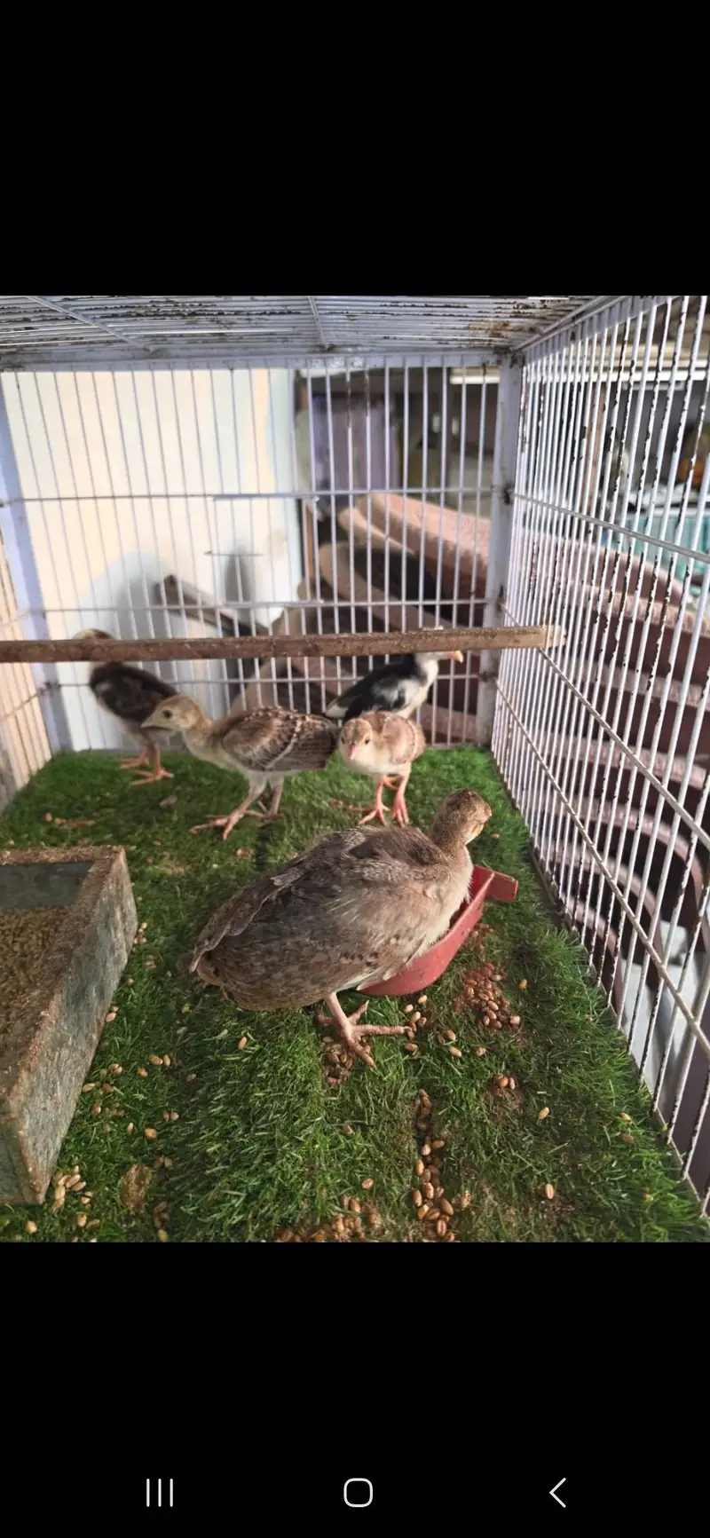 All birds Avlbe — photo 10