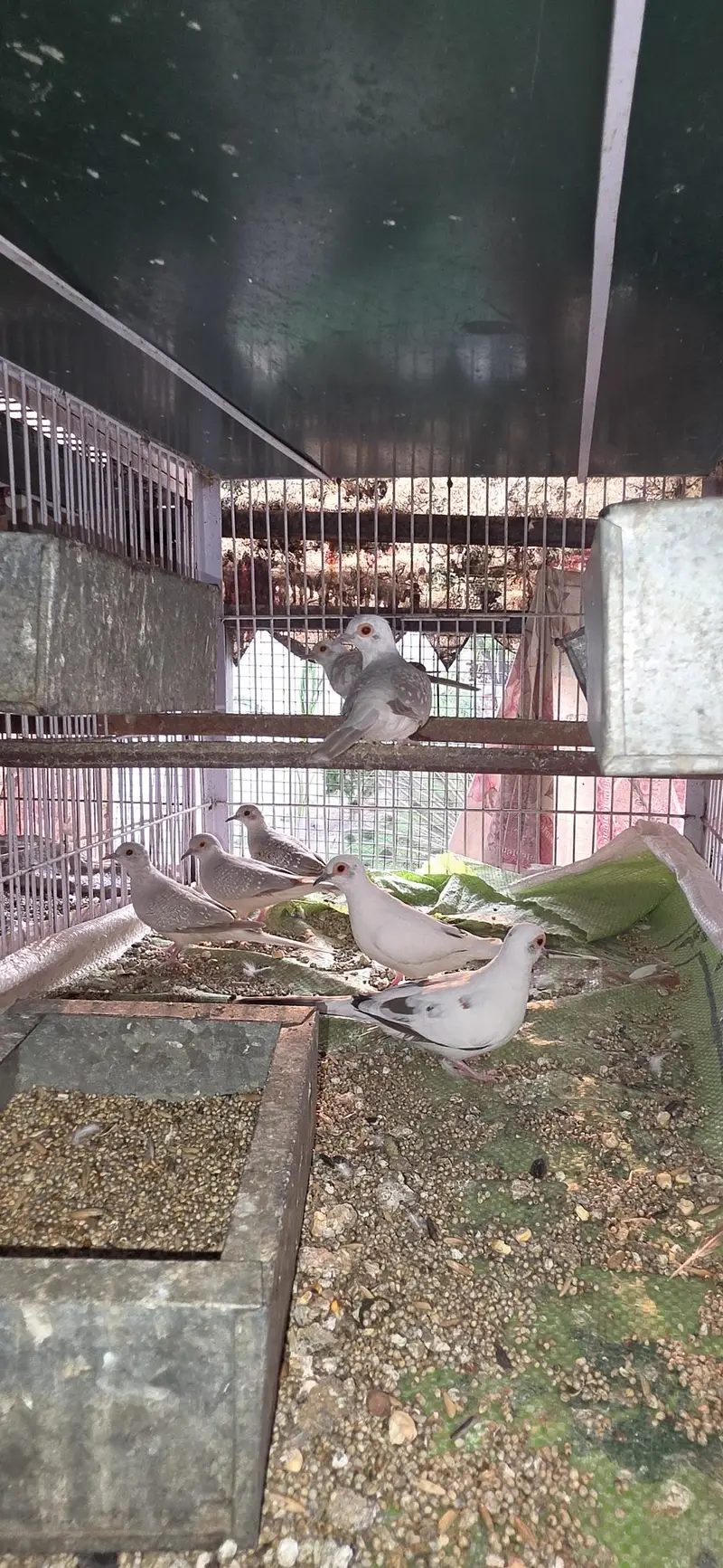 All birds Avlbe — photo 11