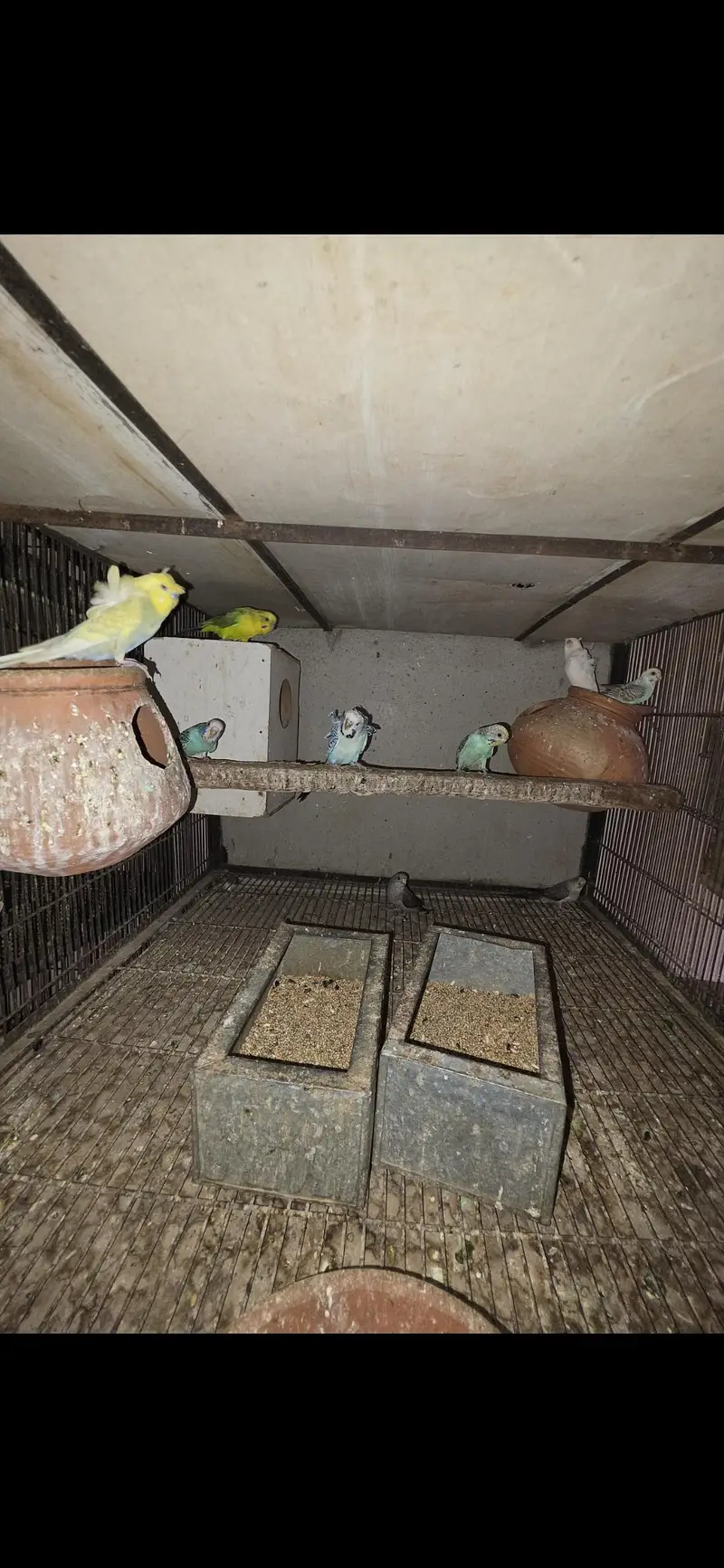 All birds Avlbe — photo 12