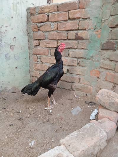 high quality ka muska pattha for sale03165574528