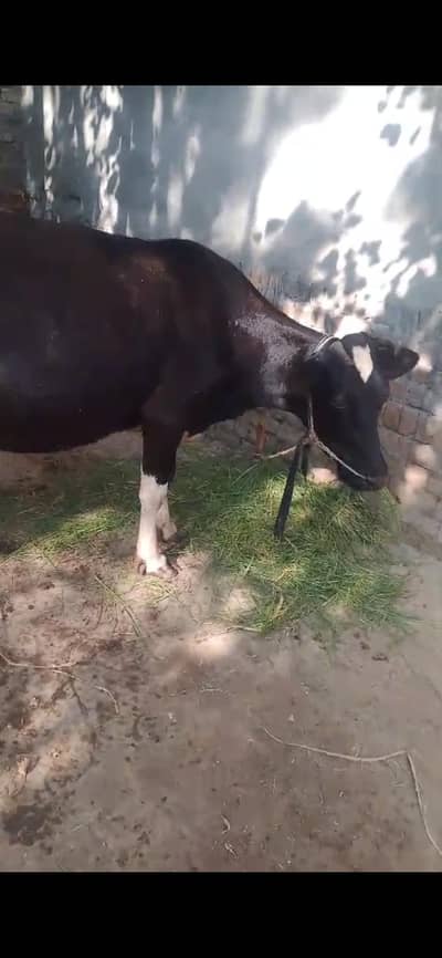 pregnant cow 2nd time. last month