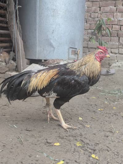 Aseel for sale