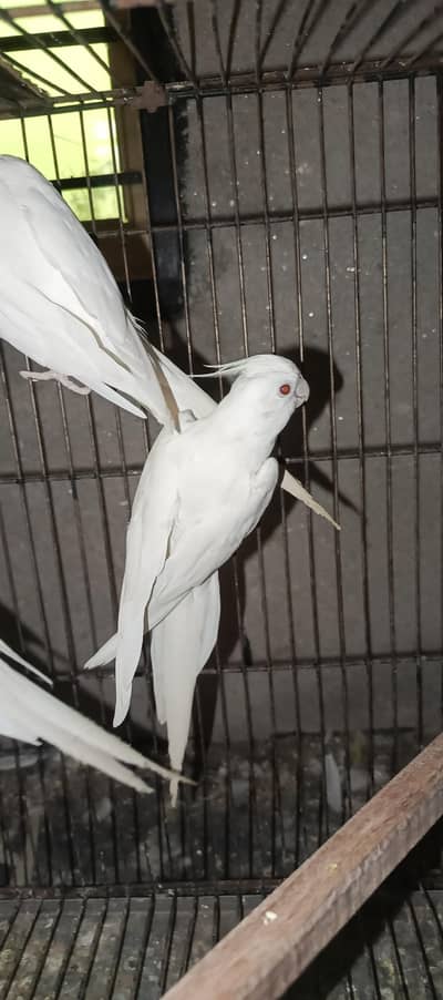 Eno,Common white ,pied cockatiel available