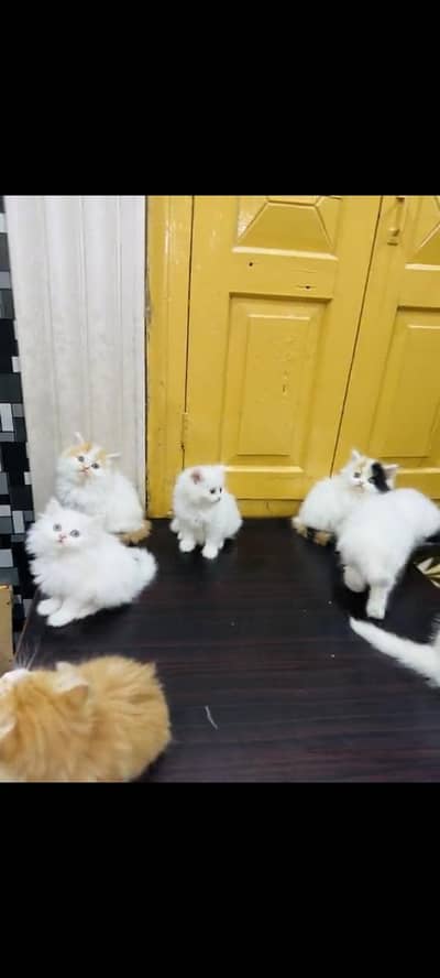 persian cat for sale MywatsapppNumber 0309-37-13-656