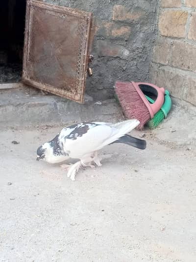 cross breed pouter pigeon