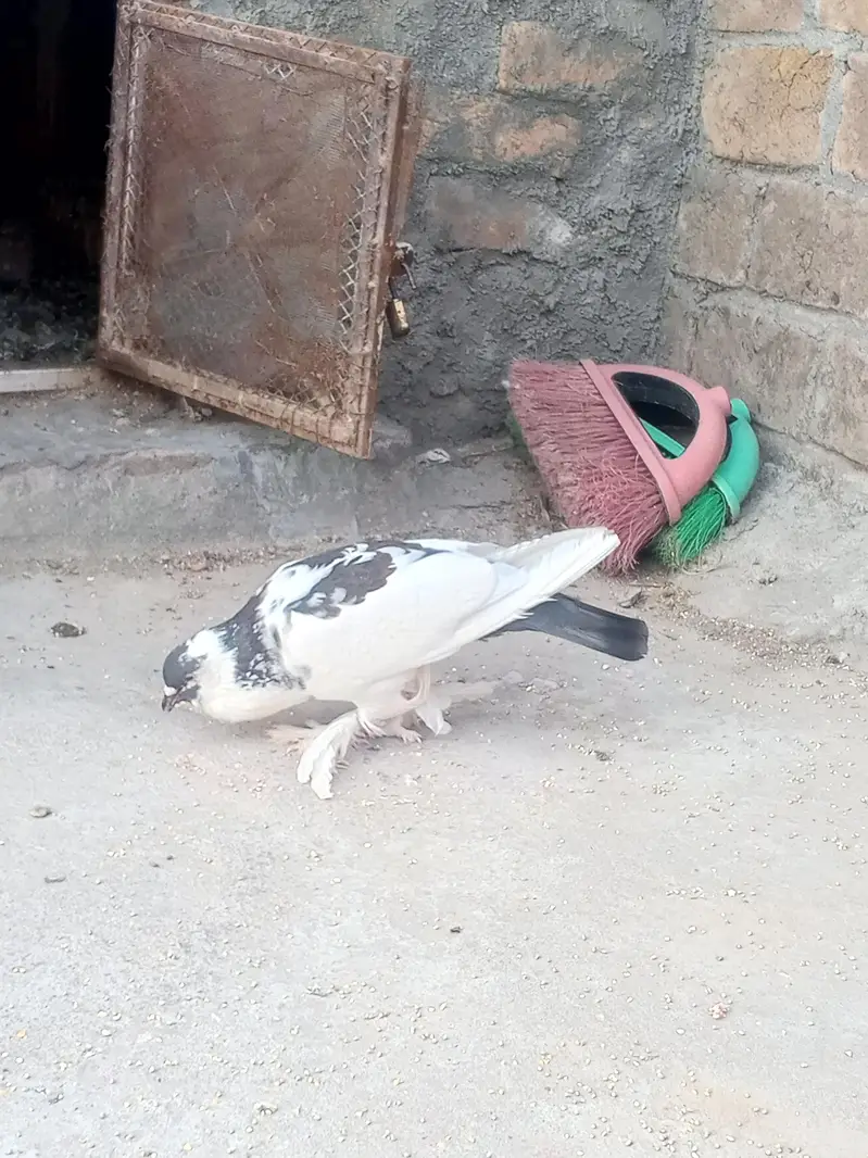 cross breed pouter pigeon