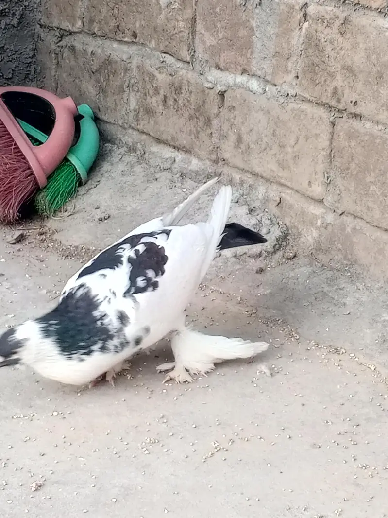 cross breed pouter pigeon — photo 2