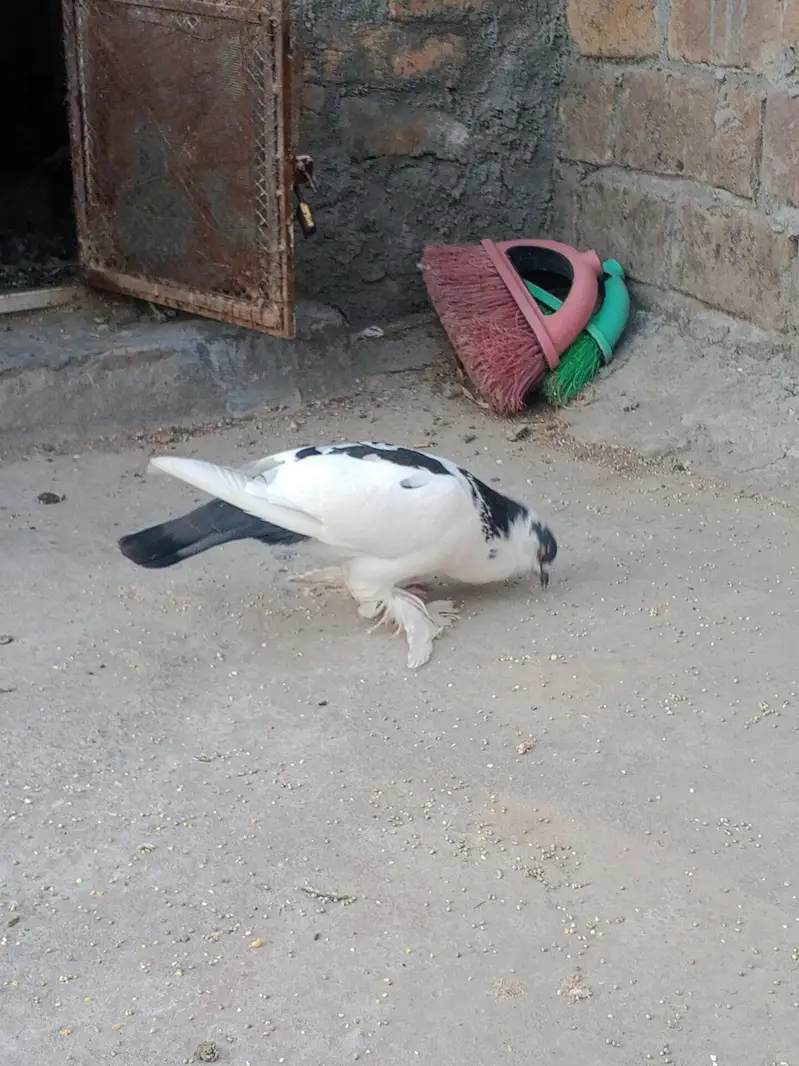 cross breed pouter pigeon — photo 3