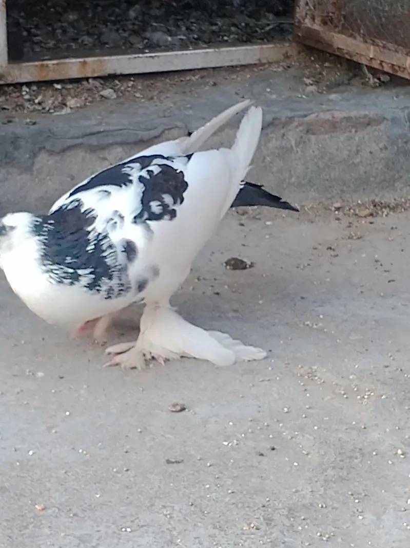 cross breed pouter pigeon — photo 4