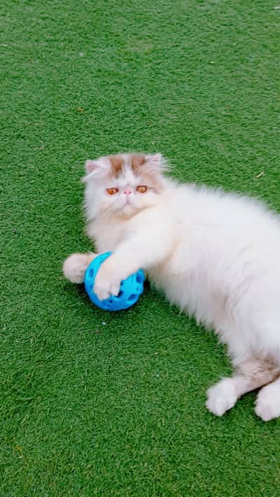 Tabby Patched Van Female Kitten CFA father CFA bloodline mother