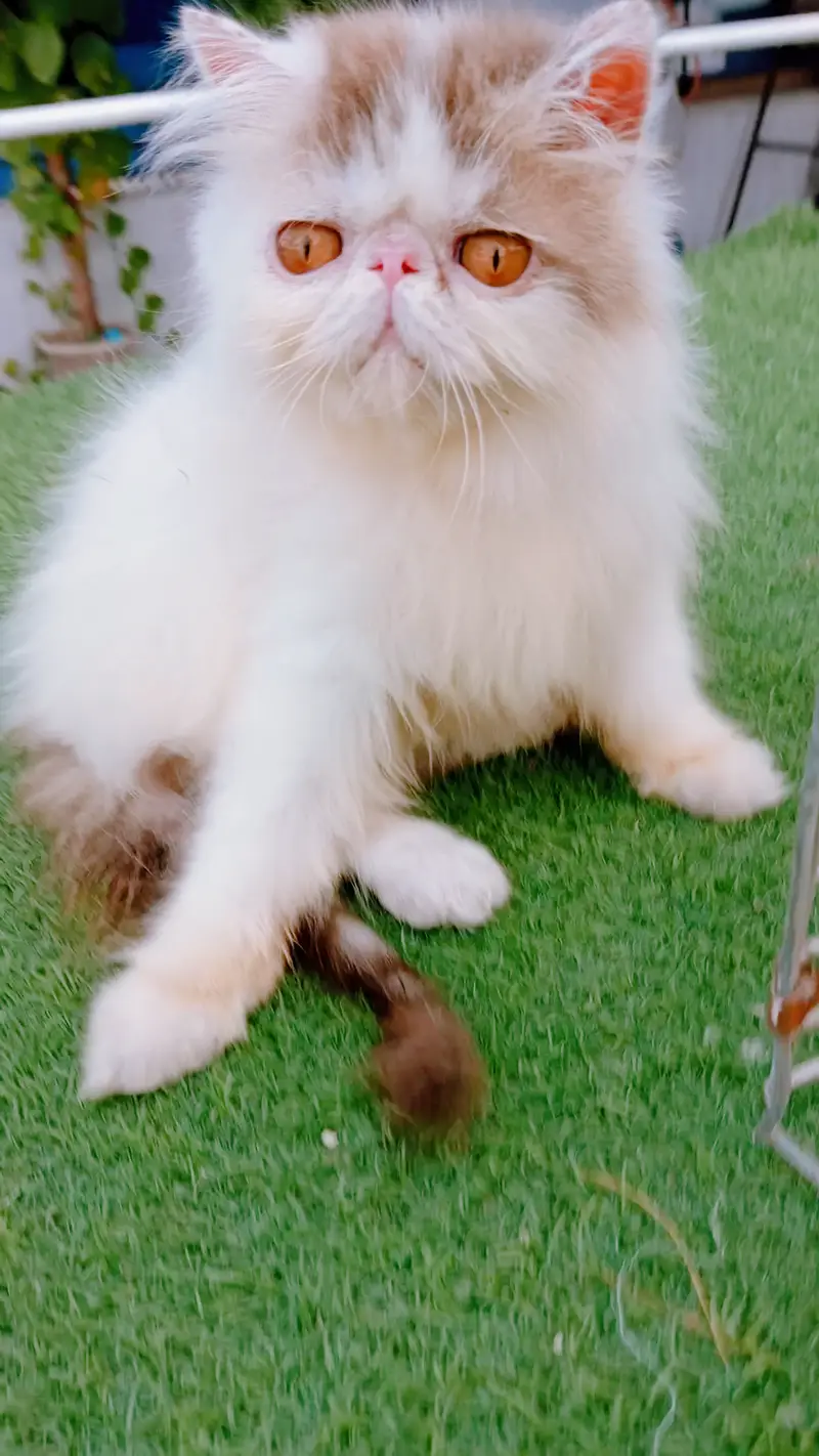 Tabby Patched Van Female Kitten CFA father CFA bloodline mother — photo 4