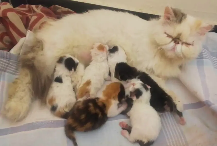 Tabby Patched Van Female Kitten CFA father CFA bloodline mother — photo 6