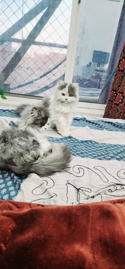 Pure Persian cats pair for sale silver blue | Peshawar