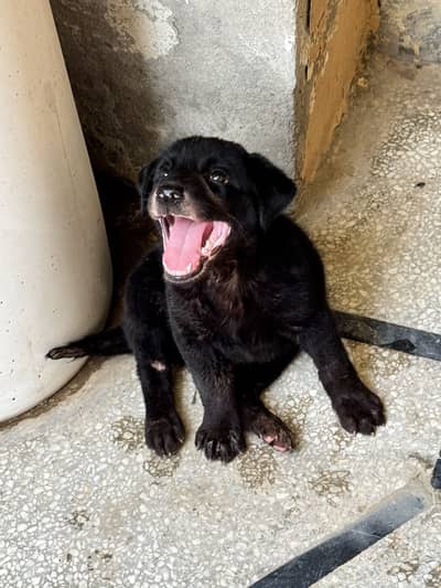 Labra for sale