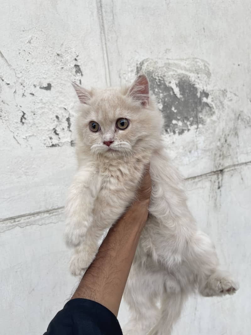 kittens 1